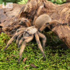 Rio Grande Gold Tarantula (2 - 3")