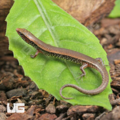 Bowring's Supple Skink
