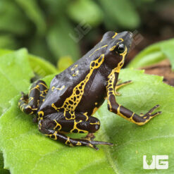 Yellow Harlequin Toad
