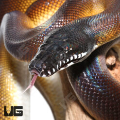 Adult D'Alberts White Lipped Python