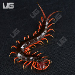 Indonesian Black Cherry Centipede