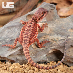 100% Red Monster Baby Bearded Dragon (4 - 5")