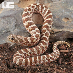 2025 Baby Female Tiger Het Albino Western Hognose Snake #7