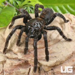 Borneo Giant Black Tarantula (3 - 4'')