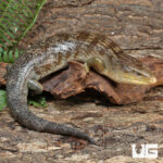 Tanimbar Blue Tongue Skink