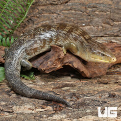 Tanimbar Blue Tongue Skink