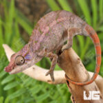 Angel's Chameleon #2