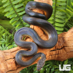 C.B. Baby Water Python