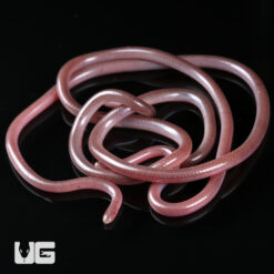Cairo Blind Snake