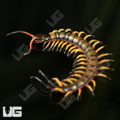 C.B. Chinese Giant Tiger Leg Centipede