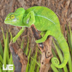 Green Chameleon