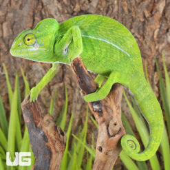 Green Chameleon