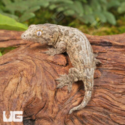Baby High Pink Nu Ana Leachianus Gecko