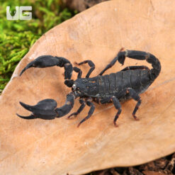 Javan Dwarf Scorpion