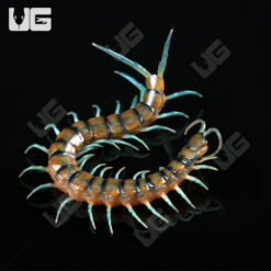 C.B. Lufeng Blue Centipede