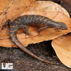 Murphy's Water Skink