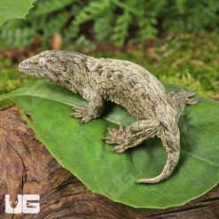 Baby Neon Snow x GTX Leachianus Gecko