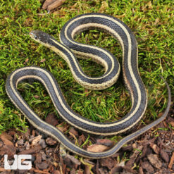 Northern Garter Snake
