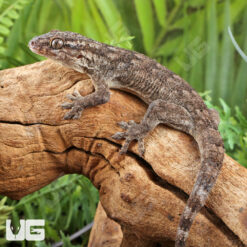 Sakalava Velvet Gecko