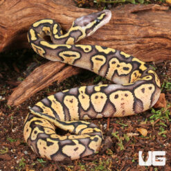 Baby Super Pastel Ball Python