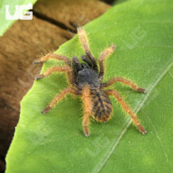Vietnam Silver Earth Tiger Tarantula (.75 - 1'')