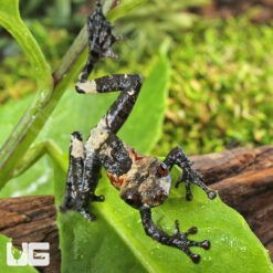 White-Spotted Bug-Eyed Frog