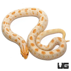 Adult Male Albino Anaconda Het Coral Western Hognose Snake #48