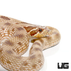 Adult Female Anaconda Het Lavender Western Hognose Snake #43