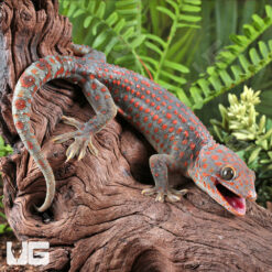 Adult Male Candy Button Tokay Gecko