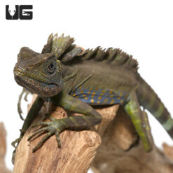 Great Anglehead Lizard
