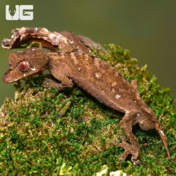 Spearpoint Leaf-Tailed Gecko