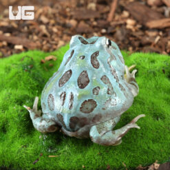 Mutant Blue Metal Pacman Frog