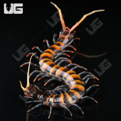 Black Leg Piece of Lava Centipede