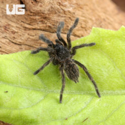 C.B. Thailand Black Tarantula (.5 - .75")