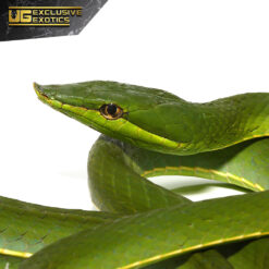 Giant Green Vine Snake