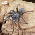 Female Vietnam Silver Earth Tiger Tarantula (3 - 4")