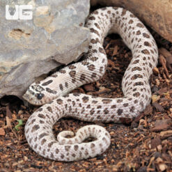 Adult Male Super Arctic Het Albino Western Hognose Snake #26