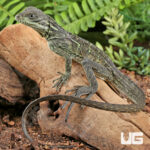 Baby Ambon Sailfin Dragon