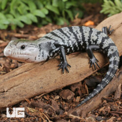 Baby Axanthic Halmahera Blue Tongue Skink