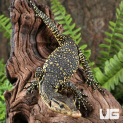 Baby Sumatran Water Monitor