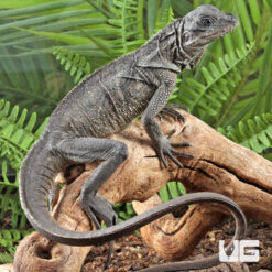 Baby Weber's Sailfin Dragon