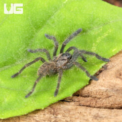 C.B. Bach Ma Earth Tiger Tarantula (.5 - .75")