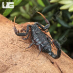 Baby Black Alligator Back Scorpion