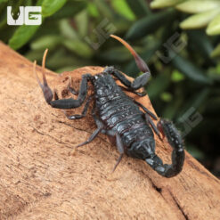 Baby Black Alligator Back Scorpion