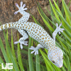 Adult Blueberry Tokay Gecko Pair
