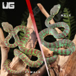 Juvenile Beautiful Pit Viper Pair