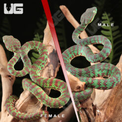 Juvenile Beautiful Pit Viper Pair