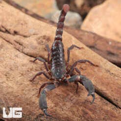 Thai Dwarf Scorpion