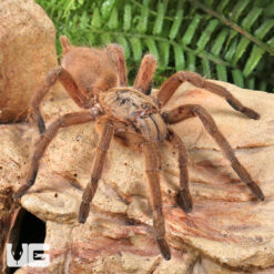 Siam Orange Tarantula (3 - 4")