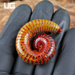 NEW! Giant Ember Millipede